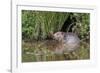 Eurasian Beaver (Castor Fiber), Captive in Breeding Programme, United Kingdom, Europe-Ann and Steve Toon-Framed Photographic Print