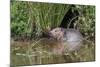 Eurasian Beaver (Castor Fiber), Captive in Breeding Programme, United Kingdom, Europe-Ann and Steve Toon-Mounted Photographic Print