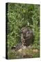 Eurasian Beaver (Castor Fiber), Captive in Breeding Programme, United Kingdom, Europe-Ann and Steve Toon-Stretched Canvas