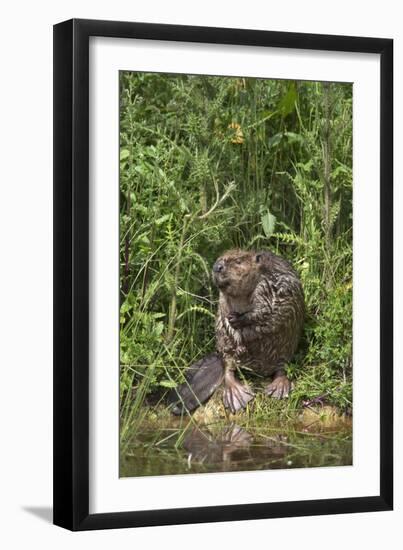 Eurasian Beaver (Castor Fiber), Captive in Breeding Programme, United Kingdom, Europe-Ann and Steve Toon-Framed Photographic Print