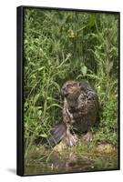 Eurasian Beaver (Castor Fiber), Captive in Breeding Programme, United Kingdom, Europe-Ann and Steve Toon-Framed Photographic Print