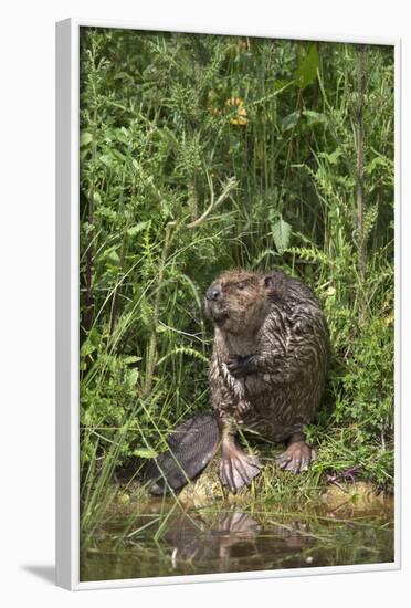 Eurasian Beaver (Castor Fiber), Captive in Breeding Programme, United Kingdom, Europe-Ann and Steve Toon-Framed Photographic Print