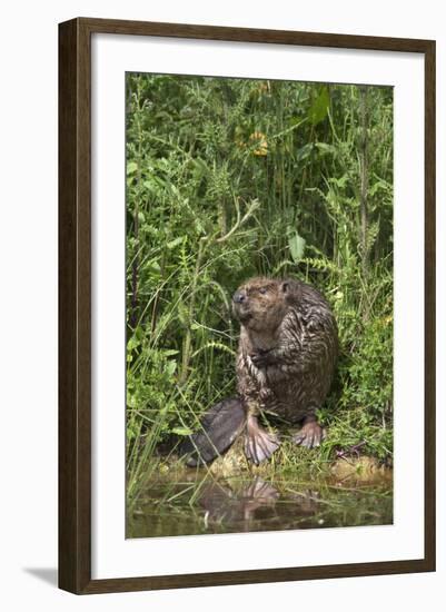 Eurasian Beaver (Castor Fiber), Captive in Breeding Programme, United Kingdom, Europe-Ann and Steve Toon-Framed Photographic Print