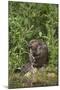 Eurasian Beaver (Castor Fiber), Captive in Breeding Programme, United Kingdom, Europe-Ann and Steve Toon-Mounted Photographic Print