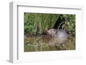 Eurasian Beaver (Castor Fiber), Captive in Breeding Programme, United Kingdom, Europe-Ann and Steve Toon-Framed Photographic Print