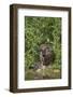 Eurasian Beaver (Castor Fiber), Captive in Breeding Programme, United Kingdom, Europe-Ann and Steve Toon-Framed Photographic Print