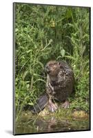 Eurasian Beaver (Castor Fiber), Captive in Breeding Programme, United Kingdom, Europe-Ann and Steve Toon-Mounted Photographic Print