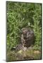 Eurasian Beaver (Castor Fiber), Captive in Breeding Programme, United Kingdom, Europe-Ann and Steve Toon-Mounted Photographic Print