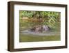 Eurasian Beavers (Castor Fiber), Captive in Breeding Programme, United Kingdom, Europe-Ann and Steve Toon-Framed Photographic Print