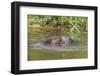 Eurasian Beavers (Castor Fiber), Captive in Breeding Programme, United Kingdom, Europe-Ann and Steve Toon-Framed Photographic Print