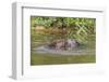 Eurasian Beavers (Castor Fiber), Captive in Breeding Programme, United Kingdom, Europe-Ann and Steve Toon-Framed Photographic Print