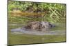 Eurasian Beavers (Castor Fiber), Captive in Breeding Programme, United Kingdom, Europe-Ann and Steve Toon-Mounted Photographic Print