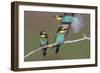 Eurasian Bee Eater - Duet-Staffan Widstrand-Framed Giclee Print