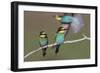 Eurasian Bee Eater - Duet-Staffan Widstrand-Framed Giclee Print