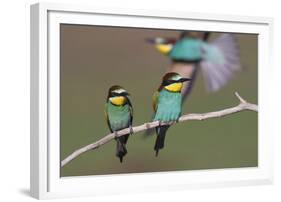 Eurasian Bee Eater - Duet-Staffan Widstrand-Framed Giclee Print