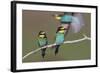 Eurasian Bee Eater - Duet-Staffan Widstrand-Framed Giclee Print