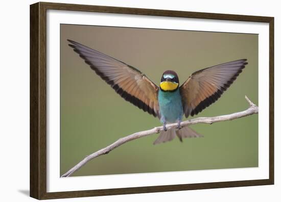 Eurasian Bee Eater - Solo-Staffan Widstrand-Framed Giclee Print