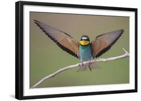 Eurasian Bee Eater - Solo-Staffan Widstrand-Framed Giclee Print