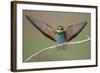 Eurasian Bee Eater - Solo-Staffan Widstrand-Framed Giclee Print