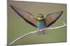 Eurasian Bee Eater - Solo-Staffan Widstrand-Mounted Giclee Print