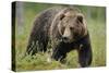 Eurasian Brown Bear Portrait (Ursus Arctos) Suomussalmi, Finland, July 2008-Widstrand-Stretched Canvas