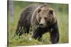 Eurasian Brown Bear Portrait (Ursus Arctos) Suomussalmi, Finland, July 2008-Widstrand-Stretched Canvas