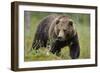 Eurasian Brown Bear Portrait (Ursus Arctos) Suomussalmi, Finland, July 2008-Widstrand-Framed Photographic Print