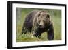 Eurasian Brown Bear Portrait (Ursus Arctos) Suomussalmi, Finland, July 2008-Widstrand-Framed Photographic Print