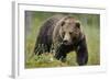 Eurasian Brown Bear Portrait (Ursus Arctos) Suomussalmi, Finland, July 2008-Widstrand-Framed Photographic Print