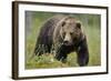 Eurasian Brown Bear Portrait (Ursus Arctos) Suomussalmi, Finland, July 2008-Widstrand-Framed Photographic Print