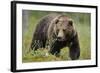 Eurasian Brown Bear Portrait (Ursus Arctos) Suomussalmi, Finland, July 2008-Widstrand-Framed Photographic Print