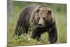 Eurasian Brown Bear Portrait (Ursus Arctos) Suomussalmi, Finland, July 2008-Widstrand-Mounted Photographic Print