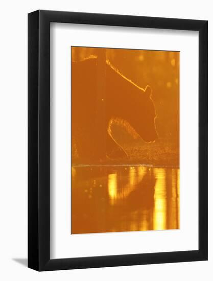 Eurasian Brown Bear (Ursus Arctos) at Waters Edge, Sunset, Kuhmo, Finland, July 2008-Widstrand-Framed Photographic Print