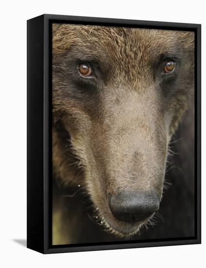 Eurasian Brown Bear (Ursus Arctos) Close-Up of Face, Suomussalmi, Finland, July 2008-Widstrand-Framed Stretched Canvas