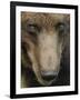 Eurasian Brown Bear (Ursus Arctos) Close-Up of Face, Suomussalmi, Finland, July 2008-Widstrand-Framed Photographic Print