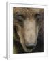 Eurasian Brown Bear (Ursus Arctos) Close-Up of Face, Suomussalmi, Finland, July 2008-Widstrand-Framed Photographic Print