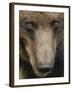 Eurasian Brown Bear (Ursus Arctos) Close-Up of Face, Suomussalmi, Finland, July 2008-Widstrand-Framed Photographic Print