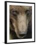 Eurasian Brown Bear (Ursus Arctos) Close-Up of Face, Suomussalmi, Finland, July 2008-Widstrand-Framed Photographic Print