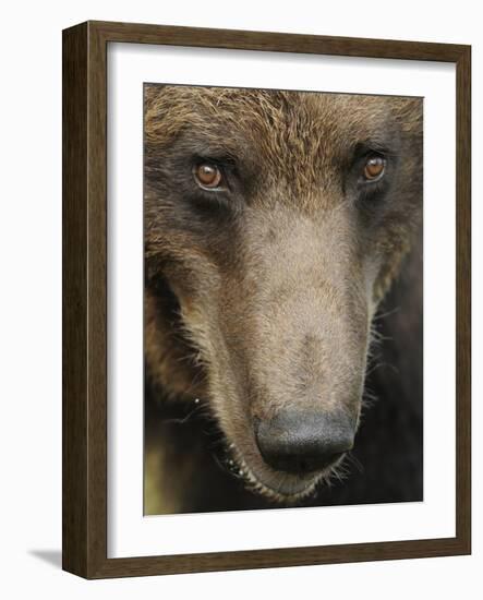 Eurasian Brown Bear (Ursus Arctos) Close-Up of Face, Suomussalmi, Finland, July 2008-Widstrand-Framed Photographic Print