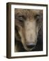 Eurasian Brown Bear (Ursus Arctos) Close-Up of Face, Suomussalmi, Finland, July 2008-Widstrand-Framed Photographic Print