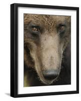Eurasian Brown Bear (Ursus Arctos) Close-Up of Face, Suomussalmi, Finland, July 2008-Widstrand-Framed Photographic Print