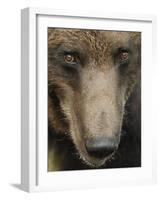 Eurasian Brown Bear (Ursus Arctos) Close-Up of Face, Suomussalmi, Finland, July 2008-Widstrand-Framed Photographic Print