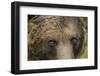 Eurasian Brown Bear (Ursus Arctos) Close-Up of Face, Suomussalmi, Finland, July 2008-Widstrand-Framed Photographic Print