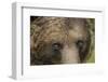 Eurasian Brown Bear (Ursus Arctos) Close-Up of Face, Suomussalmi, Finland, July 2008-Widstrand-Framed Photographic Print