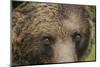 Eurasian Brown Bear (Ursus Arctos) Close-Up of Face, Suomussalmi, Finland, July 2008-Widstrand-Mounted Photographic Print