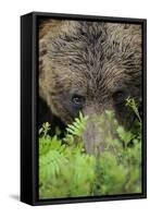Eurasian Brown Bear (Ursus Arctos) Close-Up of Face, Suomussalmi, Finland, July-Widstrand-Framed Stretched Canvas