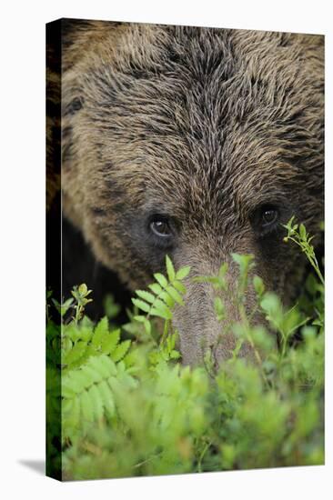 Eurasian Brown Bear (Ursus Arctos) Close-Up of Face, Suomussalmi, Finland, July-Widstrand-Stretched Canvas