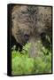 Eurasian Brown Bear (Ursus Arctos) Close-Up of Face, Suomussalmi, Finland, July-Widstrand-Framed Stretched Canvas