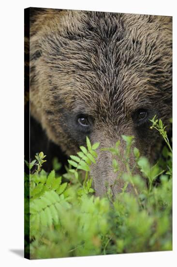 Eurasian Brown Bear (Ursus Arctos) Close-Up of Face, Suomussalmi, Finland, July-Widstrand-Stretched Canvas