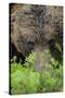 Eurasian Brown Bear (Ursus Arctos) Close-Up of Face, Suomussalmi, Finland, July-Widstrand-Stretched Canvas